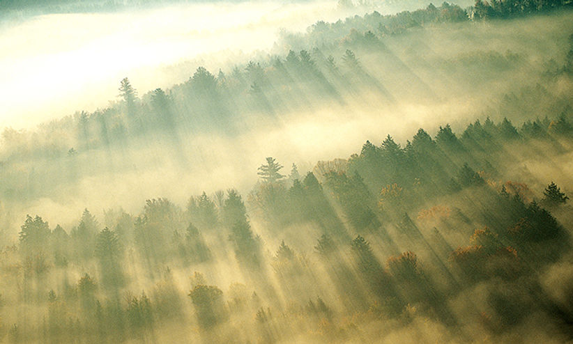 Morning Mist over Forest