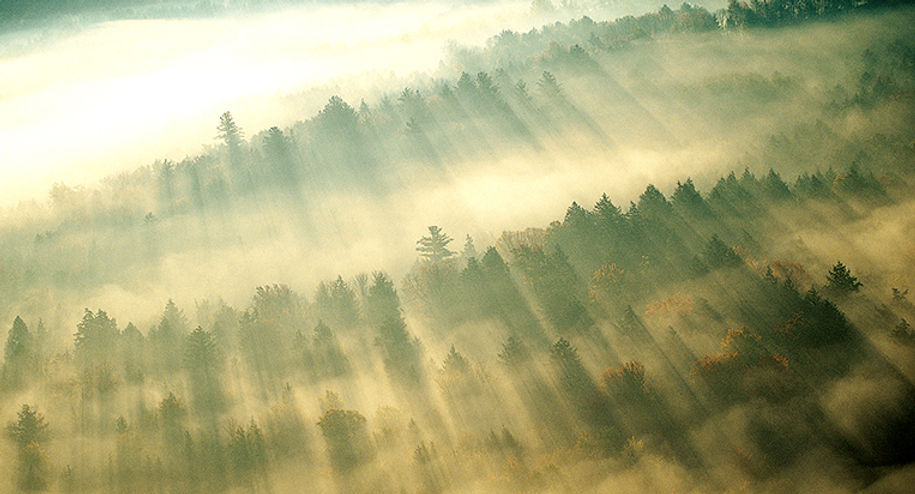 Morgen-Nebel über Wald