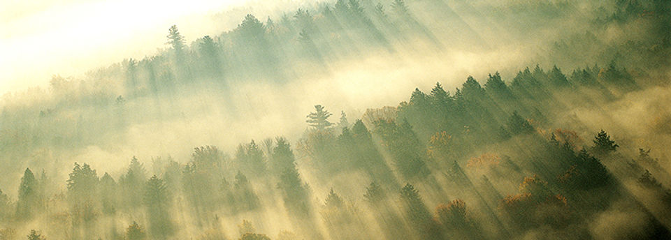 Morgen-Nebel über Wald