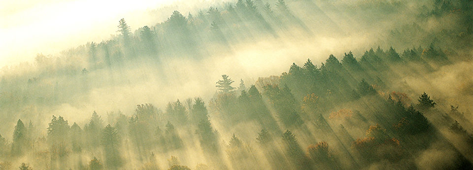 Morning Mist over Forest