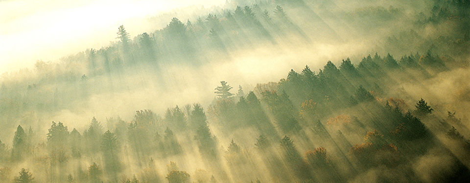 Morgen-Nebel über Wald