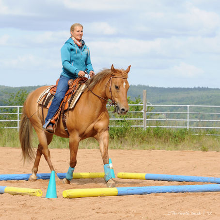 Quarter Horse „Bambi“ in der Stangenarbeit