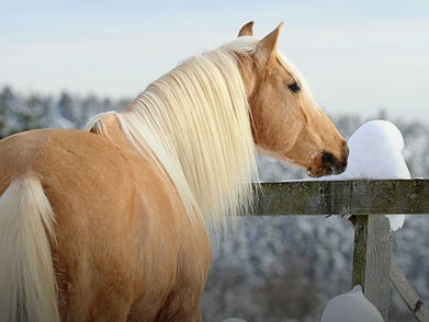 Frohe Weihnachten ✨