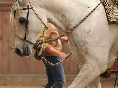 PFERDE RHEIN-MAIN hat verlost: