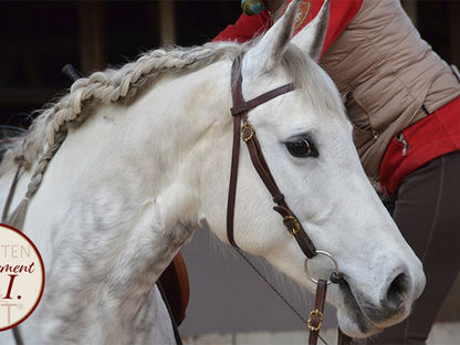 TGT® Reiten „Refinement“