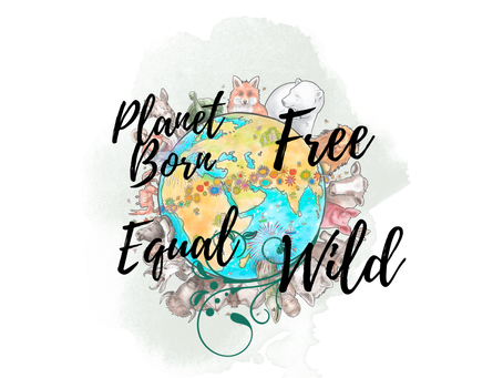 Honest Observations, Getting Started...