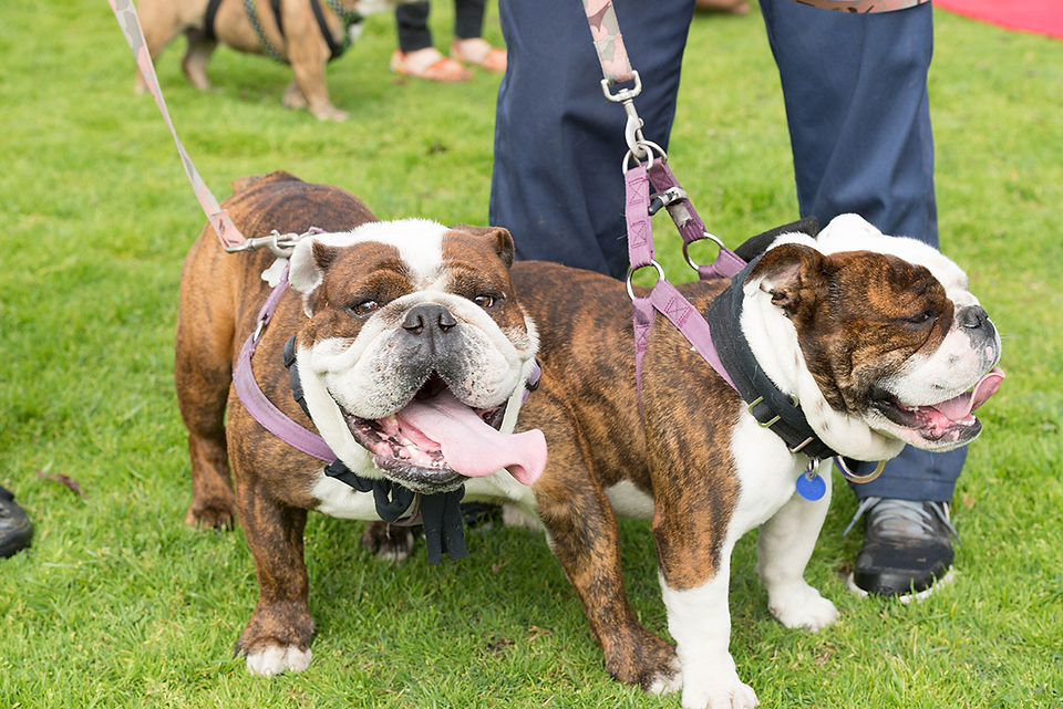 bulldog beauty pagent 2-14-16-18 web