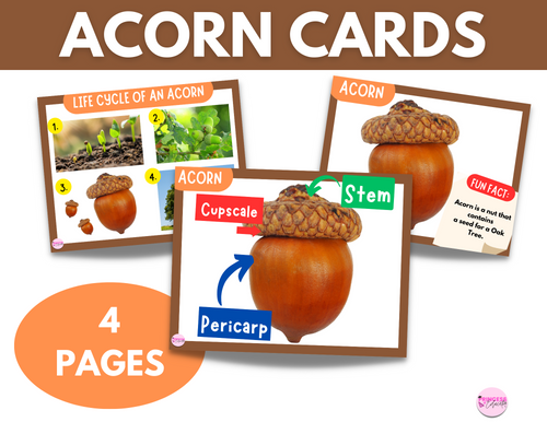 Acorn Learning Cards Set Princess Educator
