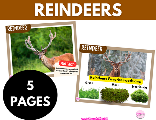 Reindeer Learning Cards | Princess Educator