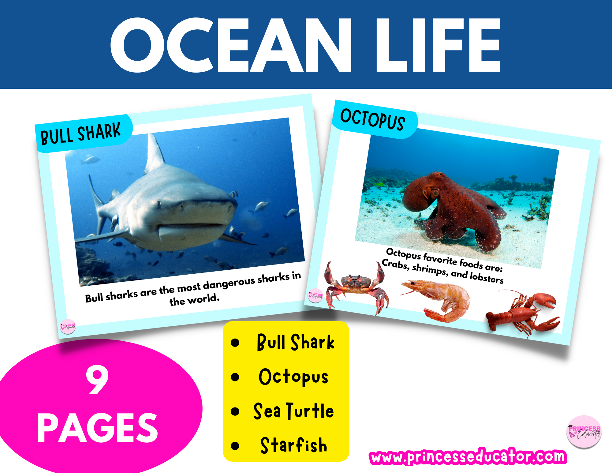 Ocean Animals Learning Cards