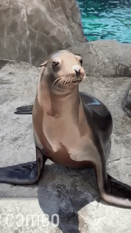 giphy - 2023-01-03T154118.095.gif