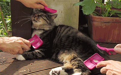giphy - 2023-01-03T193451.235.gif