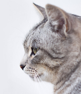 Beautiful Gray Cat