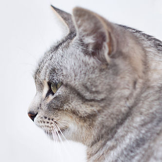 Beautiful Gray Cat