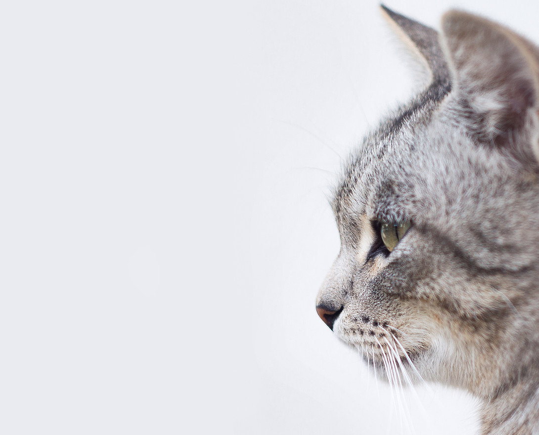 Beautiful Gray Cat