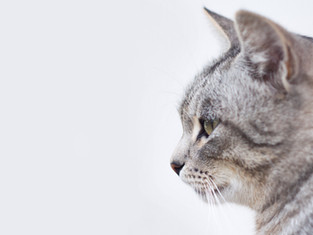 Hermoso gato gris