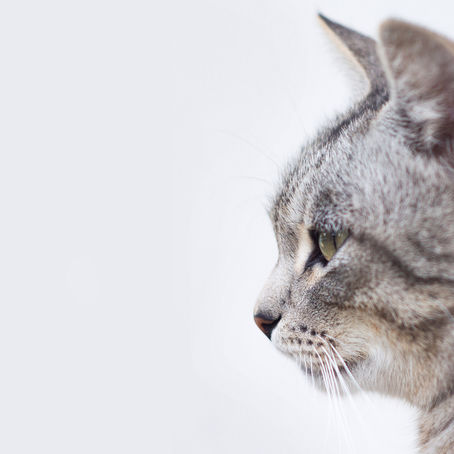 La vaccination du chat
