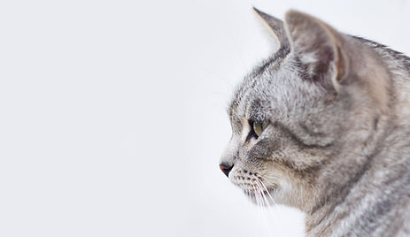 זוג ליד בית טקס טיהור לבית ארץ קסם טקסים