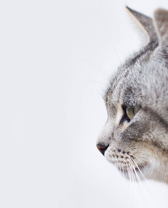 Beautiful Gray Cat