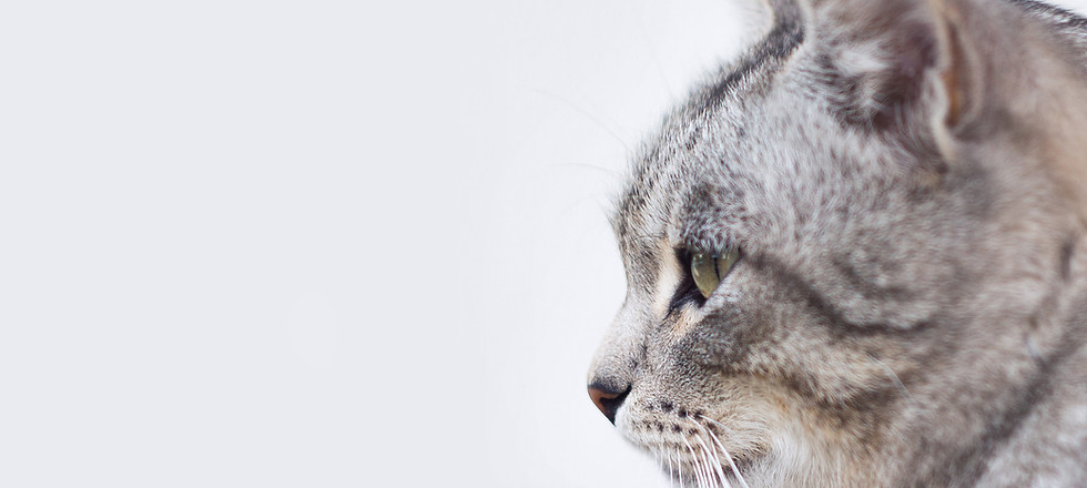 Gato cinzento bonito