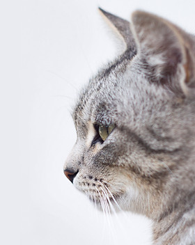 Beautiful Gray Cat