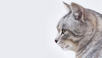 Beautiful Gray Cat