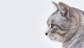美しい灰色の猫