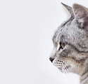 Beautiful Gray Cat