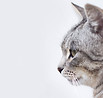 Katzensenior