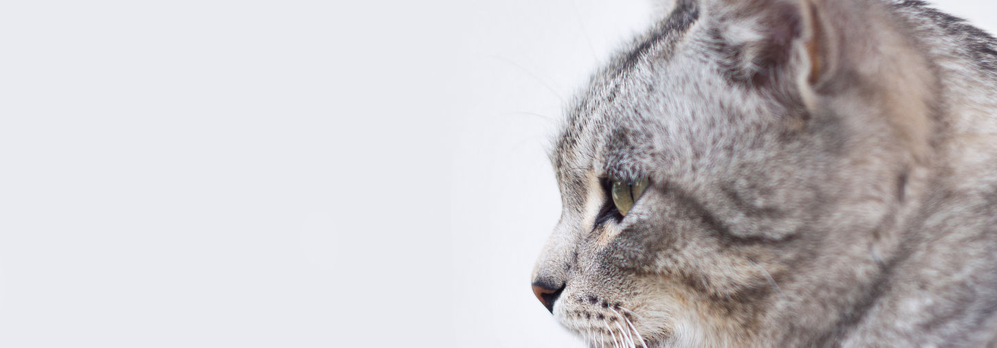 Beautiful Gray Cat