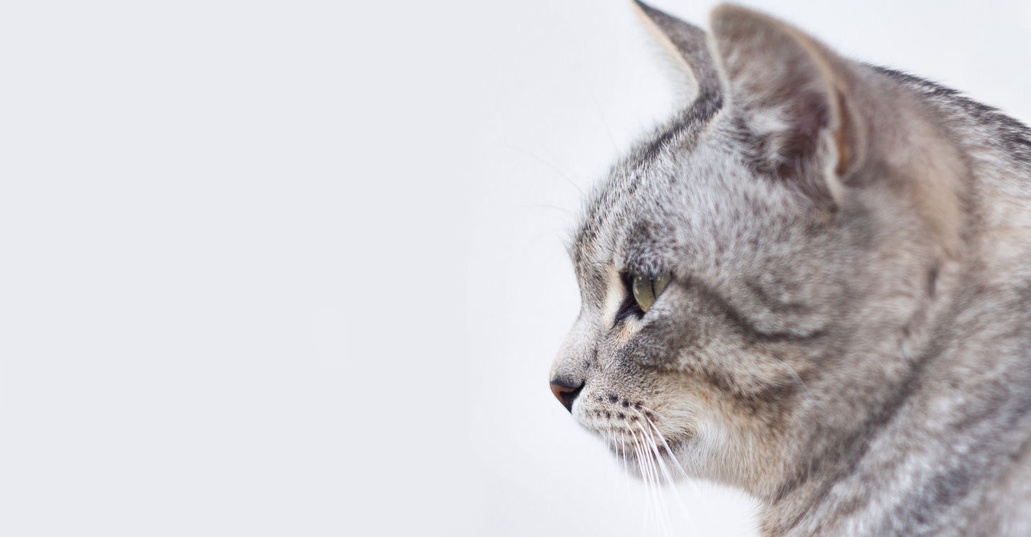 Beautiful Gray Cat