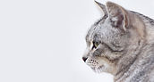 Beautiful Gray Cat