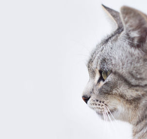 Beautiful Gray Cat