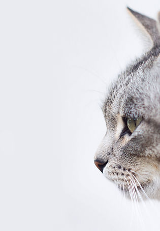 Beautiful Gray Cat
