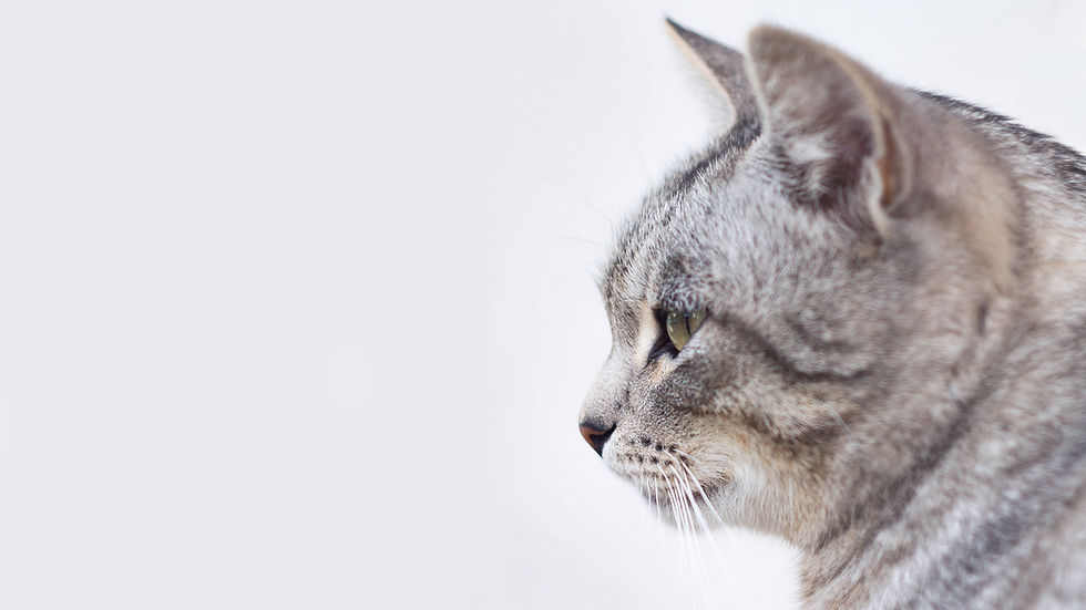 Beautiful Gray Cat