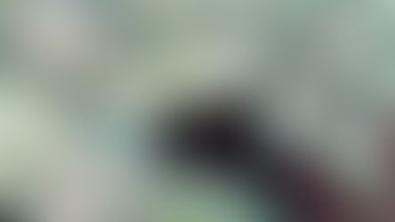 Astuce du jour : Pour optimiser l'utilisation, de vos pieds de brocolis...