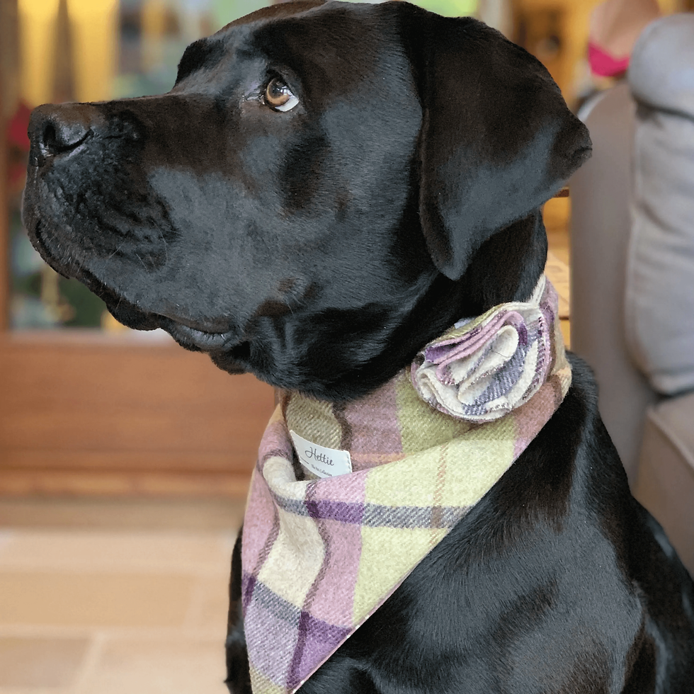 Thumbnail: Hettie Collection - Charlie Dog Bandana - Gargrave Lilac / Large