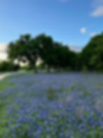 Homeschool Hike: Learn About Medicinal Plants Near Fossil Rim