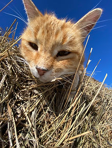 Orange cat on a hay bale in the sun