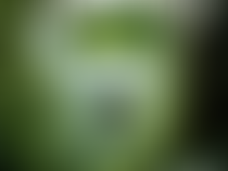 Frog using a parachute in a jungle for chat gpt for art