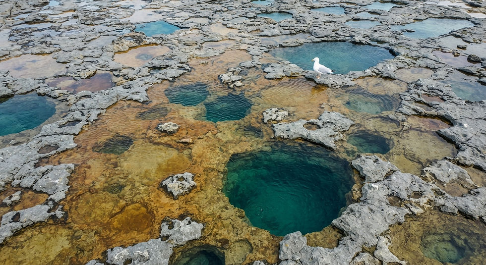 A wave-cut rock platform at extreme low tide, the surface a perfect horizontal plane of grey Jurassic limestone populated by rock pools of different depths — some mere centimetres, some half a metre — each a different colour temperature of trapped seawater. Shot from two metres height on a DJI drone at f/8, the entire surface in focus, the rock pools reading as a map of colour temperature from warm shallow amber to cool deep teal. A single gull stands at the composition's golden ratio intersection, its white body the only vertical element in an entirely horizontal world.