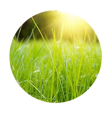 lawn.png