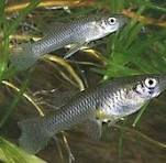 Comments at Naples City Council Meeting on Nov. 17, 2025