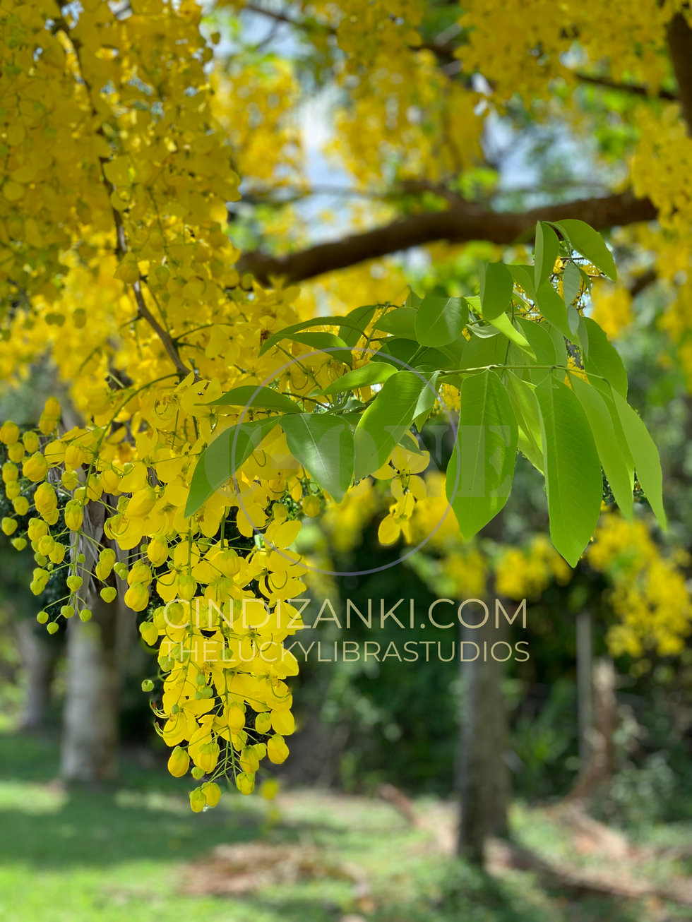 IMG_0832 with watermark