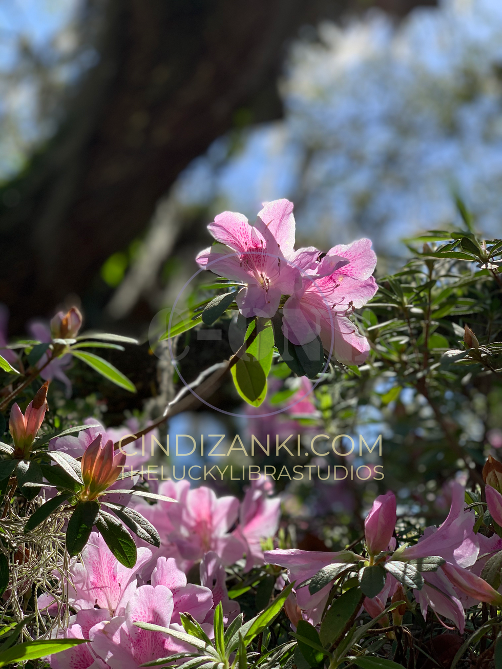 IMG_0548 with watermark