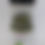 Thumbnail: Cilantro