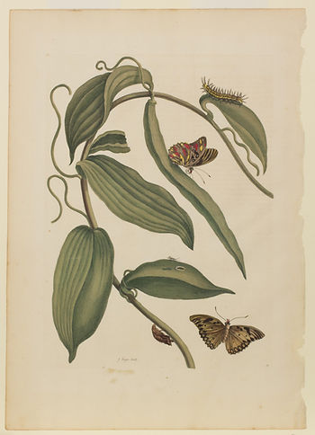 Maria Sybilla Merrian - vanilla bean