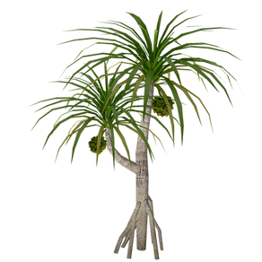 Plant_80033_Image.png