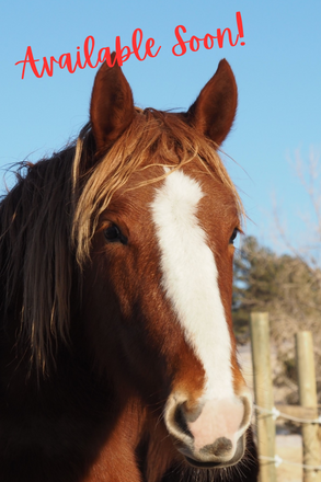 Available Soon!.png