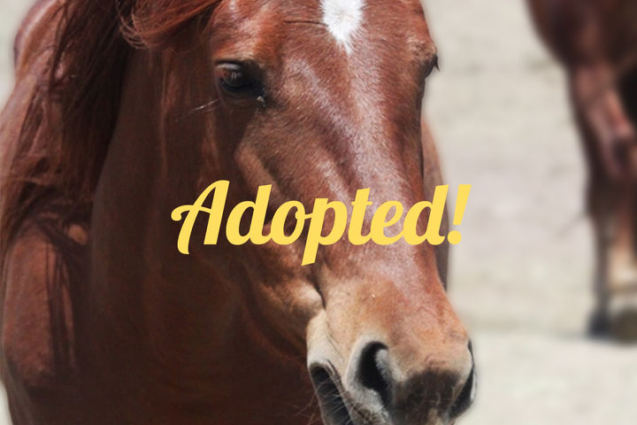 Mesa for our herd 1 copy.jpg